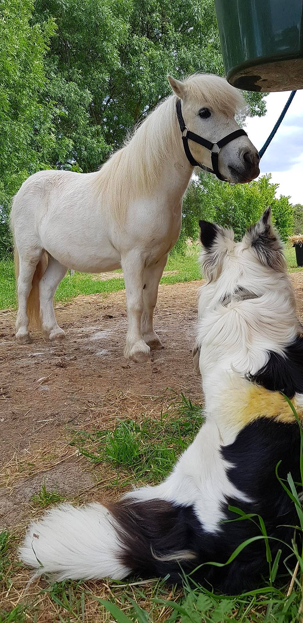 Beauty a rejoint le concours — aidez-le/la à gagner de superbes lots ! colt, foal, grass, horse, livestock, mammal, mane, mare, mustang_horse, pasture, plant, pony, shetland_pony, snout, stallion, vertebrate, wildlife