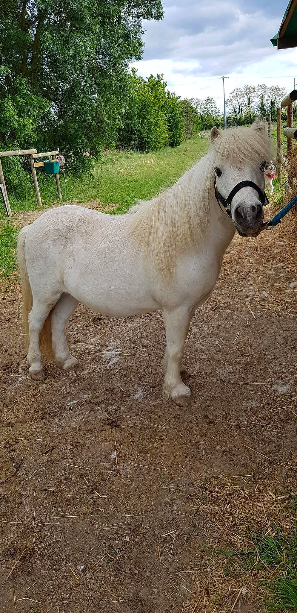 Beauty participe au concours pour gagner de l'argent avec cette photo : horse, livestock, mammal, mane, mare, pack_animal, pony, shetland_pony, snout, stallion, terrestrial_animal, vertebrate