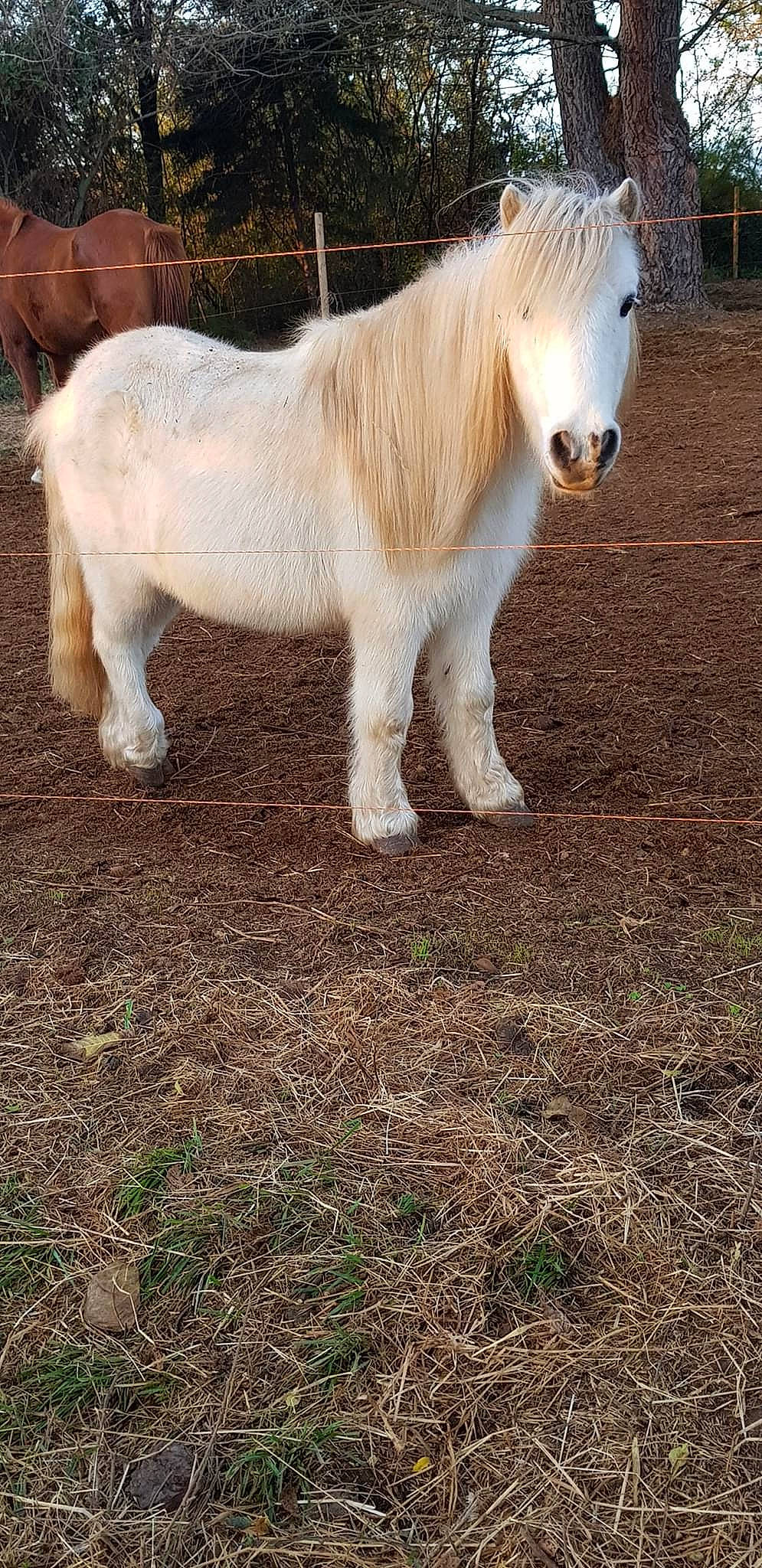 Beauty a rejoint le concours — aidez-le/la à gagner de superbes lots ! foal, grass, horse, livestock, mammal, mane, mare, pasture, pony, shetland_pony, stallion, vertebrate