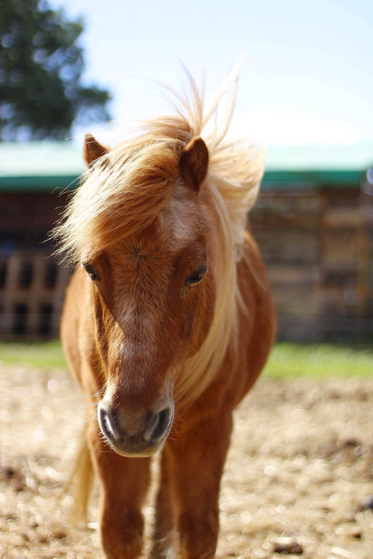 Garfield participe au concours pour gagner de l'argent avec cette photo : hair, horse, liver, livestock, mammal, mane, mare, mustang_horse, nose, pasture, pony, shetland_pony, snout, sorrel, stallion, terrestrial_animal, vertebrate
