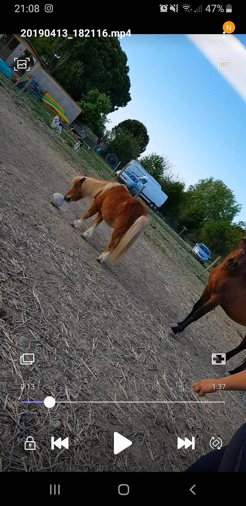 Garfield a rejoint le concours — aidez-le/la à gagner de superbes lots ! asphalt, boxer, canidae, carnivore, dog, fawn, leash, road, road_surface, sidewalk, snout, street_dog