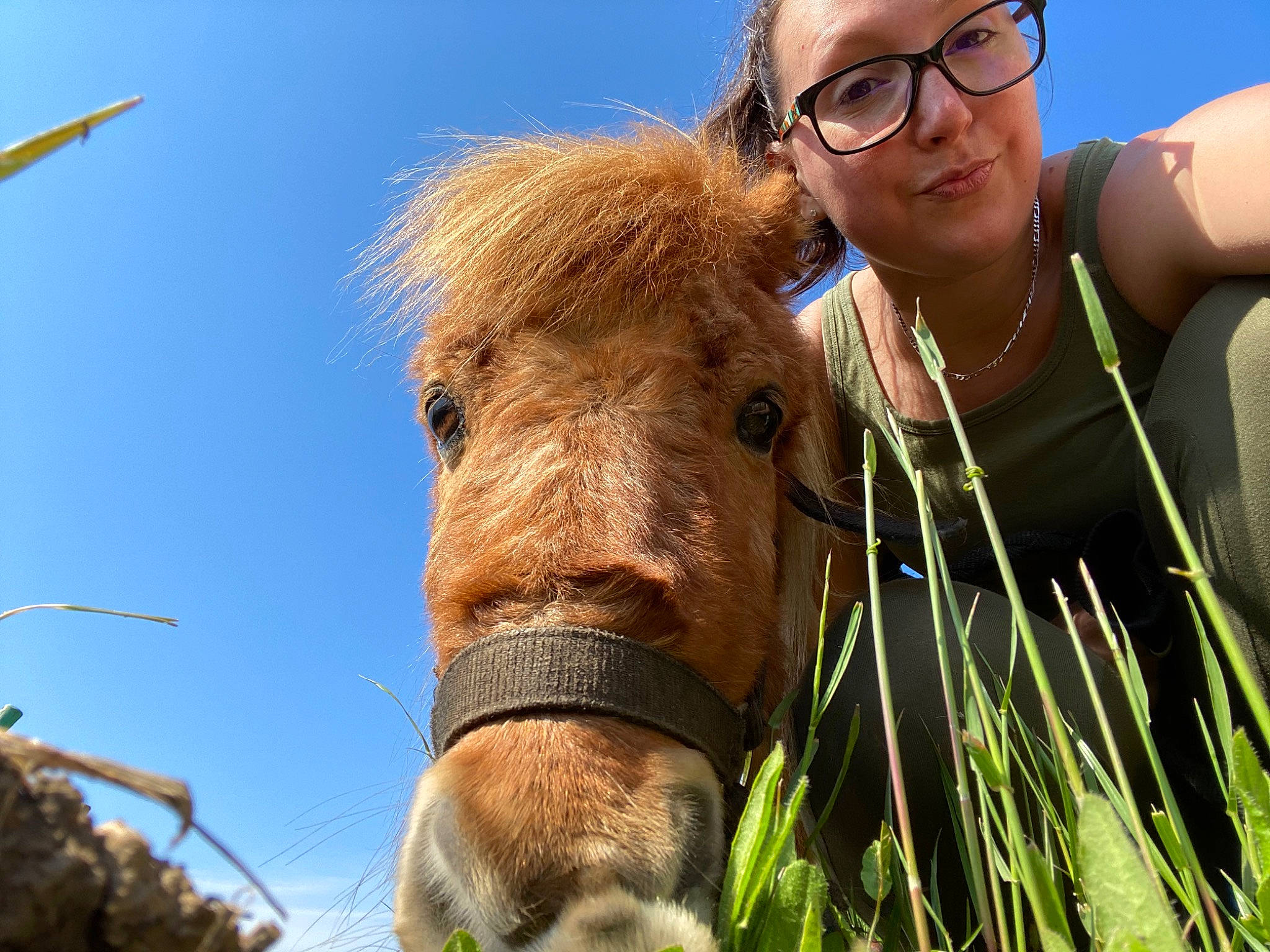 Garfield participe au concours pour gagner de l'argent avec cette photo : bridle, fawn, fun, glasses, grass, grassland, happy, horse, horse_tack, livestock, mane, mare, organism, pasture, photography, plant, pony, shetland_pony, snout, working_animal