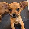 puppy, dog, tan_coat, large_ears, big_eyes, black_nose, closeup, portrait, pet, animal, cute, adorable, sitting, front_paws, short_fur, indoors, floor, lap, playful, photography