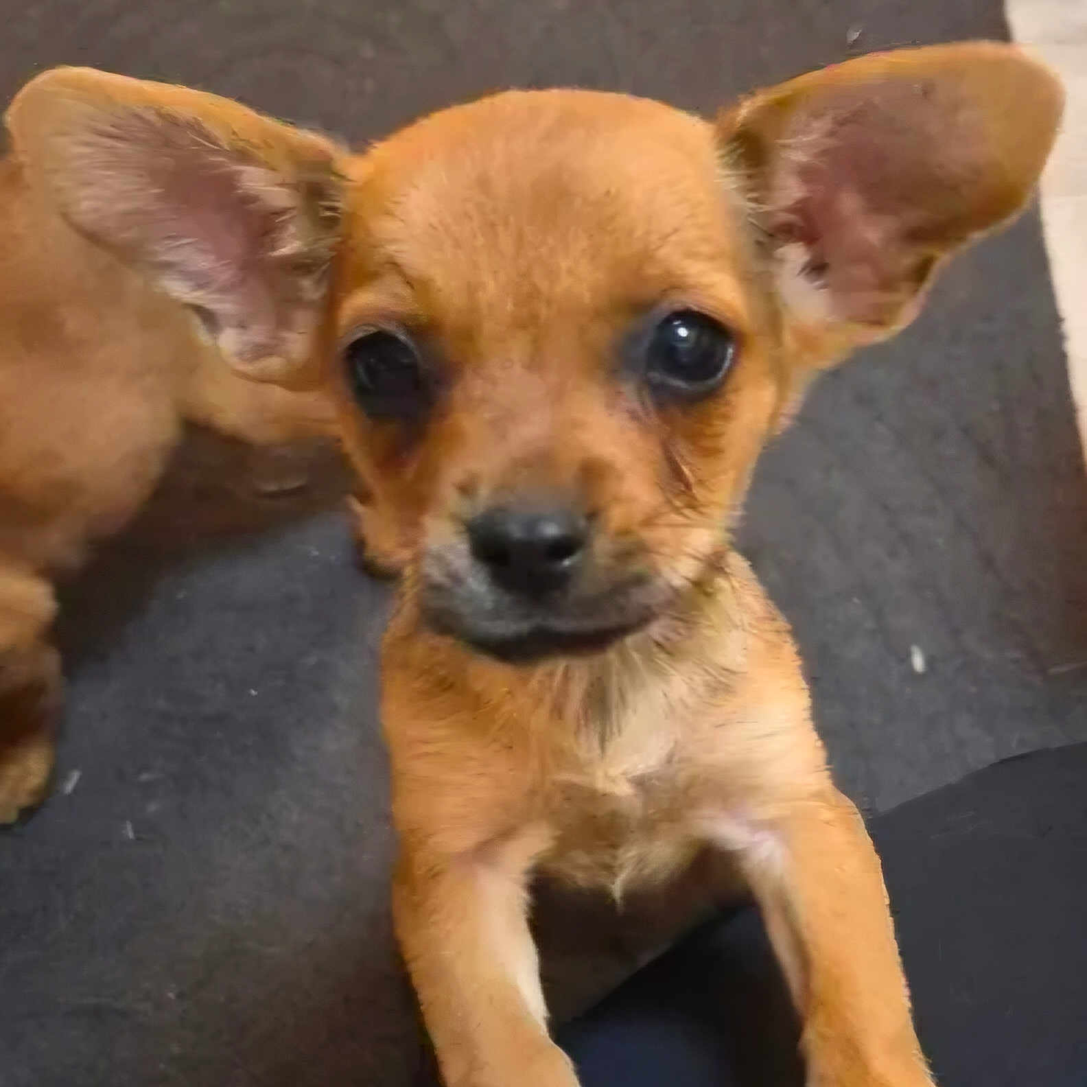 Stytch participe au concours pour gagner de l'argent avec cette photo : puppy, dog, tan_coat, large_ears, big_eyes, black_nose, closeup, portrait, pet, animal, cute, adorable, sitting, front_paws, short_fur, indoors, floor, lap, playful, photography