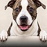 Sadie joined the competition — help win amazing prizes! dog, smiling, brindle, white, pet, face, ears, tongue, paws, close_up, animal, friendly, looking_at_camera, happy, cute, domestic_animal, canine, portrait, background, indoor