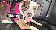 Sadie is registered to the contest to win money with this photo: dog, service_dog, car_interior, leather_seat, pink_vest, tongue_out, pet, animal, happy, canine, seatbelt, backseat, companion, domestic_animal, pet_accessory, relaxed, brown_and_white_dog, vehicle, inside_car, alert