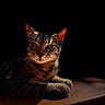 Tom is registered to the contest to win money with this photo: cat, tabby, animal, pet, feline, whiskers, ears, eyes, paws, wood, surface, dark_background, shadow, portrait, closeup, relaxing, indoor, fur, mammal, lighting