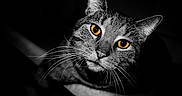 Tom joined the competition — help win amazing prizes! cat, close_up, black_and_white, orange_eyes, whiskers, animal, pet, portrait, feline, face, ears, looking_up, dark_background, monochrome, sharp_focus, mustache, curious, domestic_cat, muzzle, night