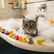 Tom is registered to the contest to win money with this photo: cat, tabby_cat, bathtub, bubbles, foam, rubber_ducks, toy_boats, bathroom, tiles, water, pets, cute, funny, bubble_hat, indoor, animal, playful, bath_time, feline, toys