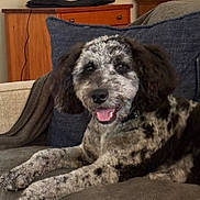 Ollie is registered to the contest to win money with this photo: dog, couch, pet, indoor, relaxed, speckled_fur, tongue_out, cozy, living_room, furniture, wooden_cabinet, pillow, smiling, domestic_animal, companion, fur, animal, laying_down, happy, ears