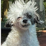 Daisy May is registered to the contest to win money with this photo: dog, puppy, animal, pet, fur, fluffy_fur, white_fur, gray_fur, face, eyes, nose, portrait, close_up, outdoor, backyard, trees, patio, sitting, scruffy, funny_expression