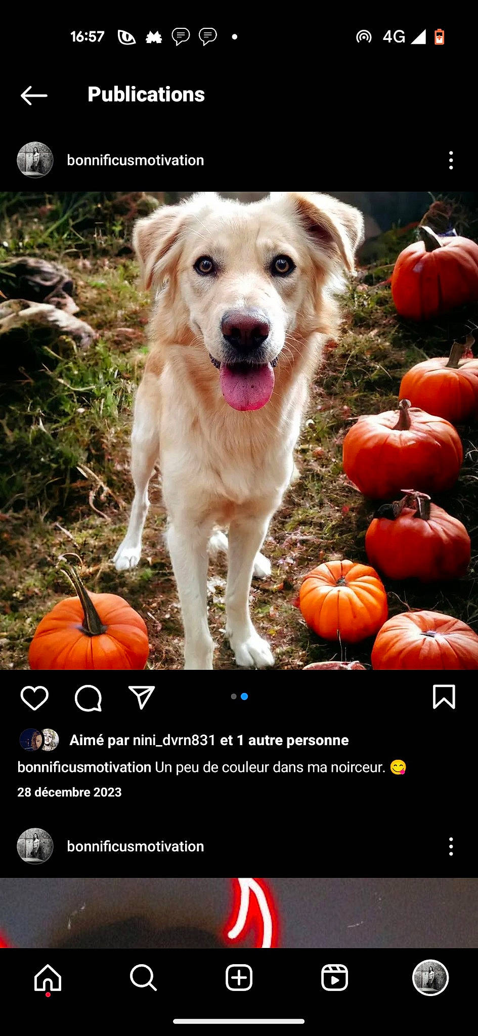 Bonnie a rejoint le concours — aidez-le/la à gagner de superbes lots ! calabaza, carnivore, companion_dog, cucurbita, dog, dog_breed, fruit, gourd, grass, happy, local_food, natural_foods, orange, photo_caption, plant, pumpkin, superfood, tree, vegetable, whole_food