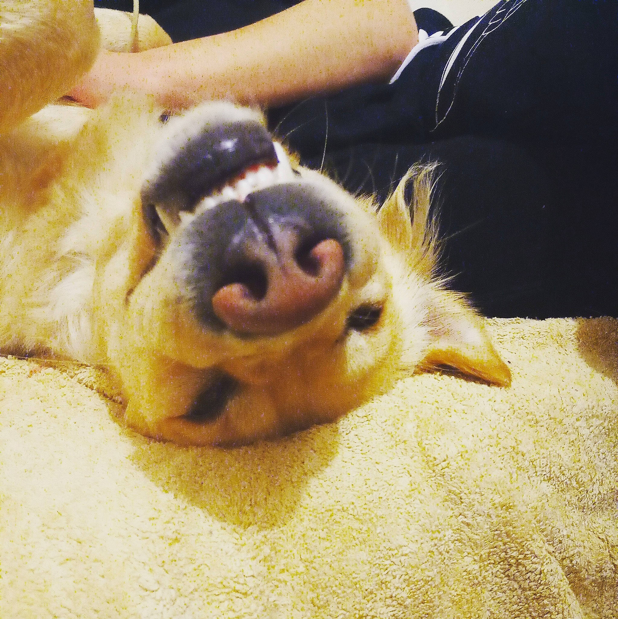 Bonnie a rejoint le concours — aidez-le/la à gagner de superbes lots ! carnivore, comfort, companion_dog, dog, dog_breed, fawn, finger, foot, fur, gesture, human_leg, jaw, paw, selfie, snout, sporting_group, terrestrial_animal, whiskers, working_animal, wrinkle