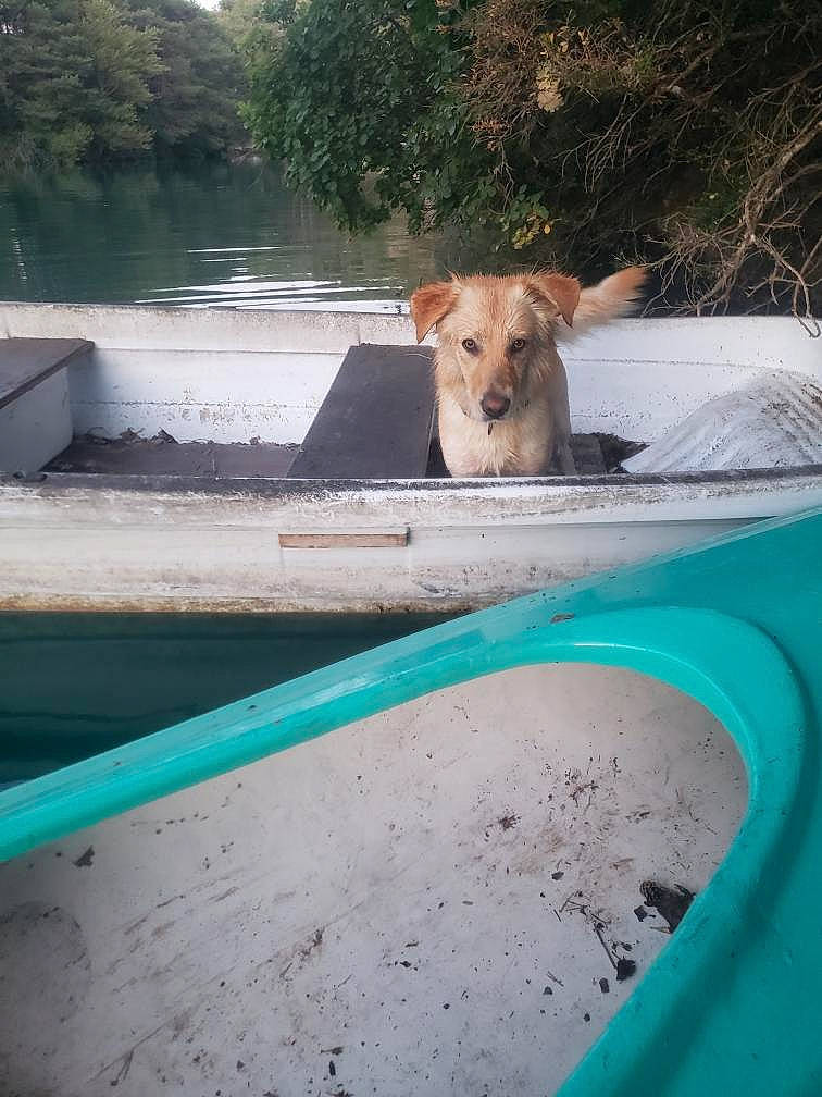 Bonnie participe au concours pour gagner de l'argent avec cette photo : canidae, carnivore, companion_dog, dog, dog_breed, fawn, grass, lake, landscape, leisure, pet_supply, plant, recreation, road, snout, sporting_group, tree, water, wood, working_animal