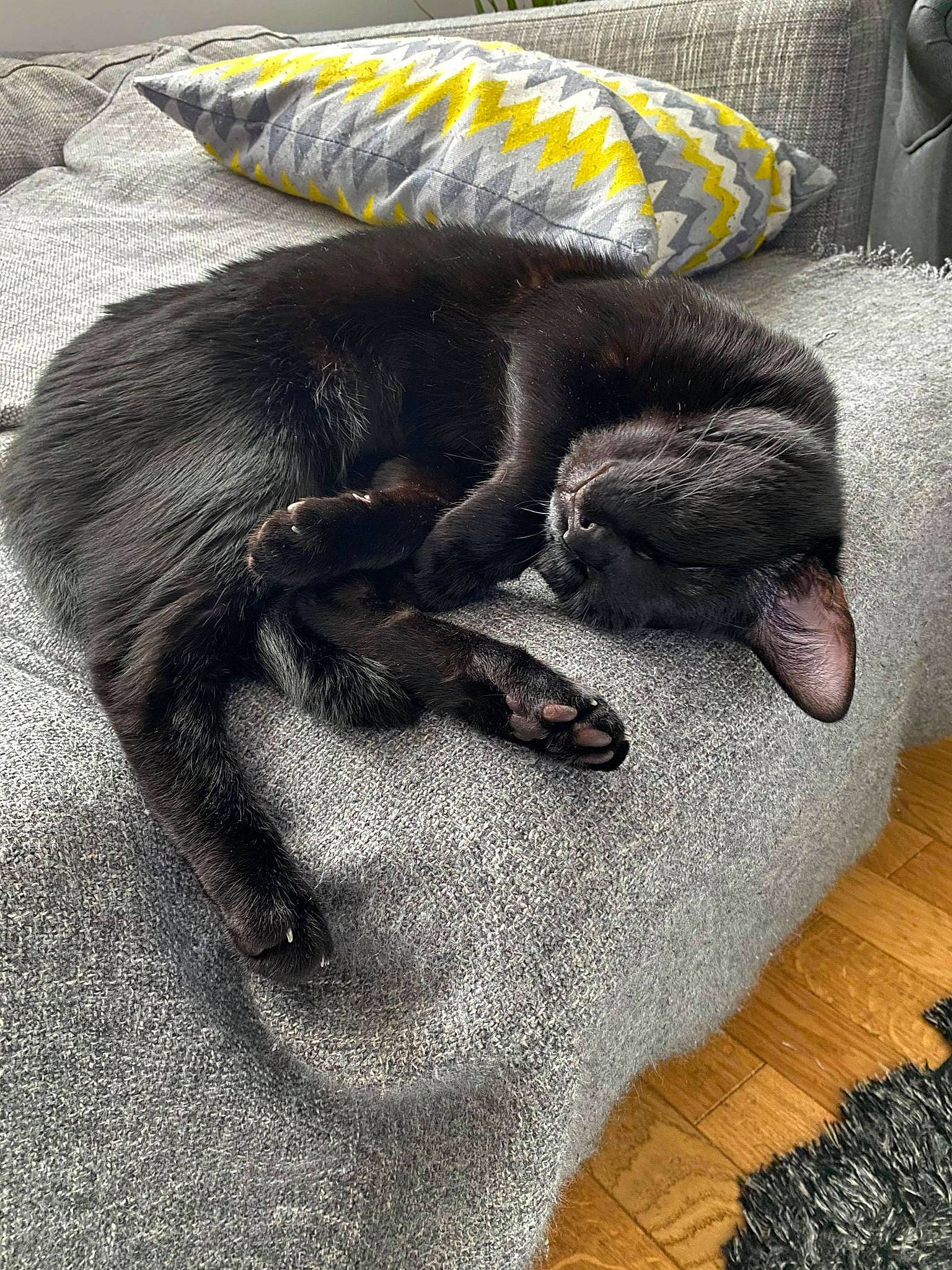 Krokmou participe au concours pour gagner de l'argent avec cette photo : black_cat, canidae, carnivore, claw, comfort, companion_dog, dog, dog_breed, felidae, flooring, grey, linens, paw, small_to_medium_sized_cats, snout, sporting_group, tail, whiskers, wood, working_animal