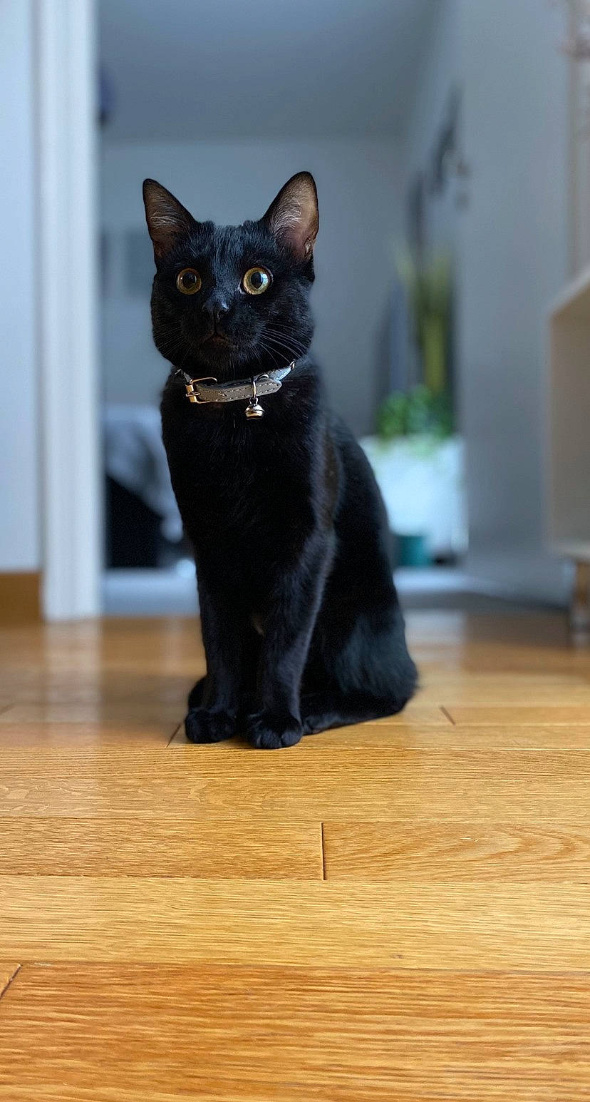 Krokmou participe au concours pour gagner de l'argent avec cette photo : black_cat, bombay, carnivore, cat, domestic_short_haired_cat, felidae, flooring, fur, hardwood, laminate_flooring, plank, small_to_medium_sized_cats, snout, tail, terrestrial_animal, varnish, whiskers, wood, wood_flooring, wood_stain