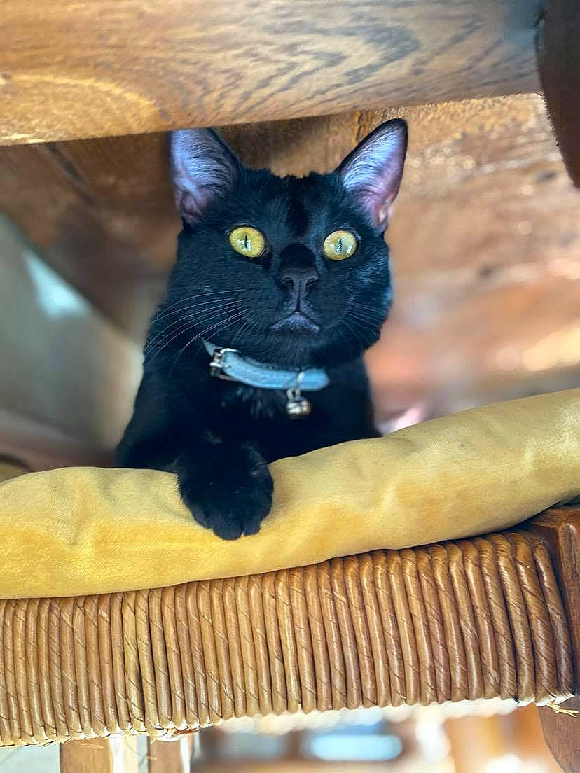 Krokmou a rejoint le concours — aidez-le/la à gagner de superbes lots ! black_cat, carnivore, cat, cat_furniture, cat_supply, chair, comfort, domestic_short_haired_cat, electric_blue, eye, fawn, felidae, fur, pet_supply, sitting, small_to_medium_sized_cats, snout, tail, whiskers, wood