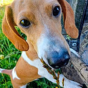 Frankie is registered to the contest to win money with this photo: dog, puppy, closeup, outdoor, grass, sniffing, brown, white, ears, nose, paw, nature, curious, young_dog, animal, pet, fence, daylight, cute, playful