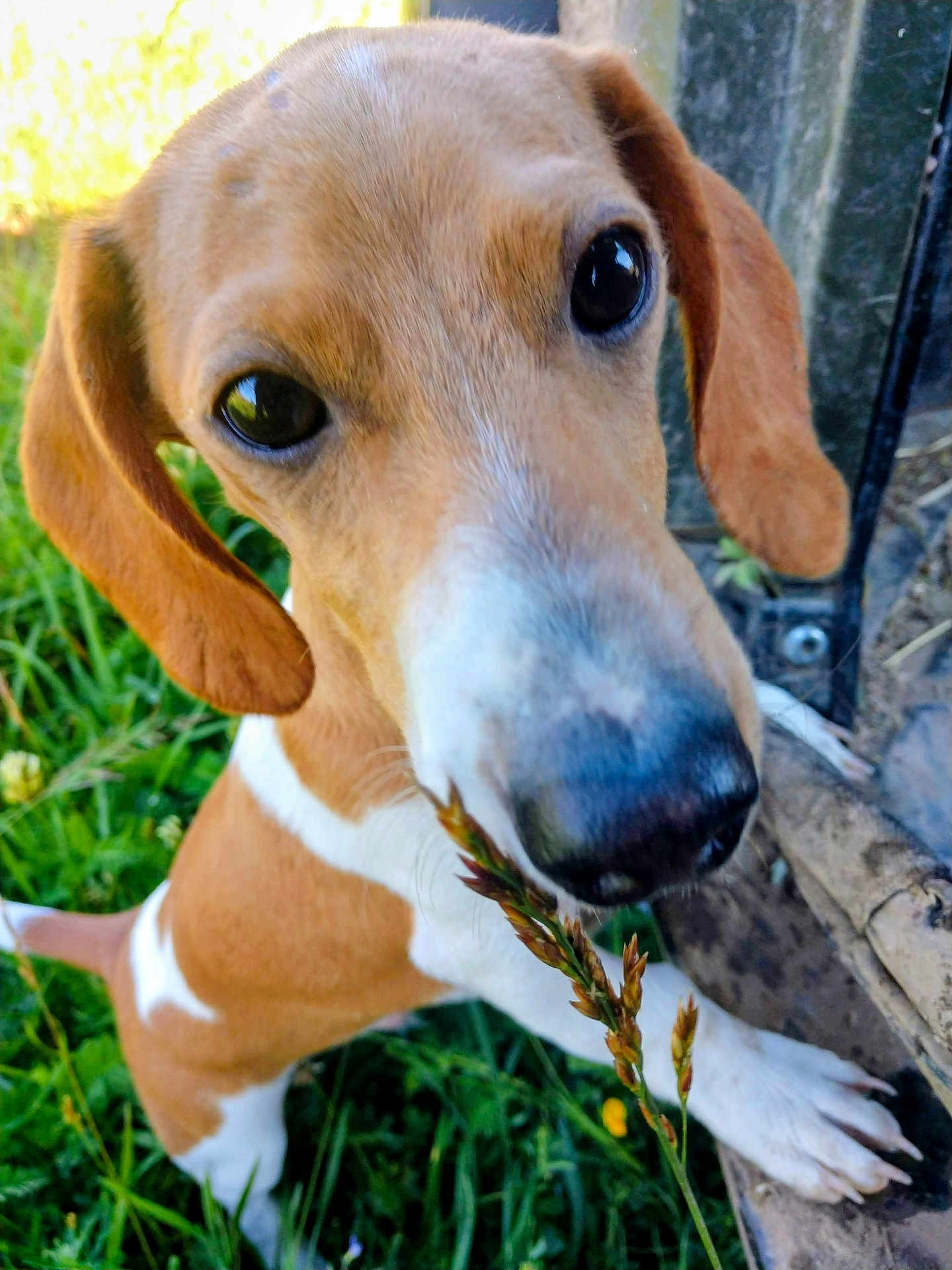 Frankie is registered to the contest to win money with this photo: dog, puppy, closeup, outdoor, grass, sniffing, brown, white, ears, nose, paw, nature, curious, young_dog, animal, pet, fence, daylight, cute, playful