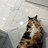 animal, calico, cat, chubby, curious, cute, door, floor, fluffy, fur, home, indoor, lying_down, paws, pet, playful, relaxed, tile, whiskers, white