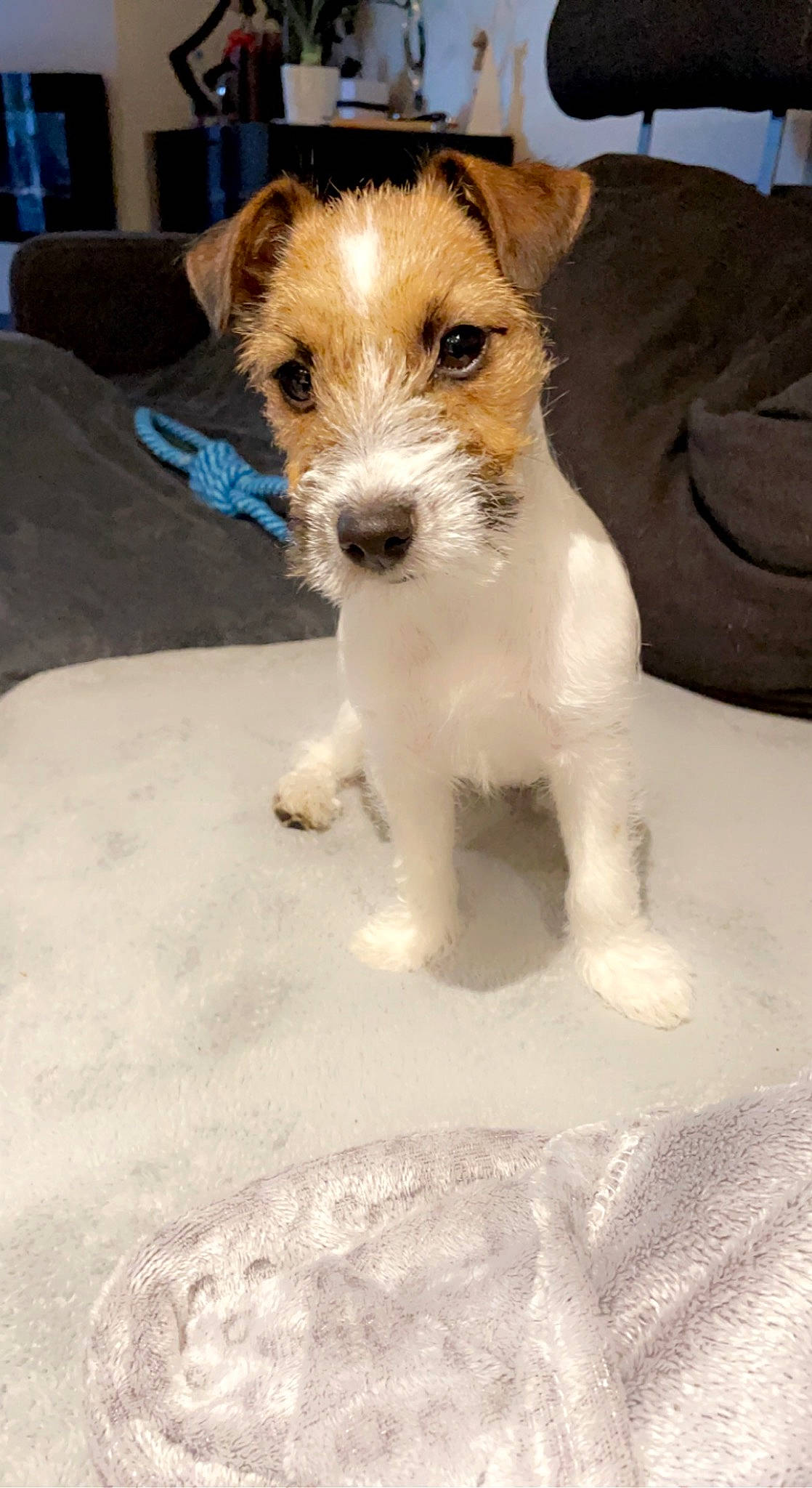 Chouquette participe au concours pour gagner de l'argent avec cette photo : canidae, carnivore, companion_dog, couch, dog, dog_breed, fawn, irishjacks, paw, puppy, sleeper_chair, small_terrier, snout, sporting_group, terrestrial_animal, terrier, toy_dog, whiskers, working_animal, working_terrier