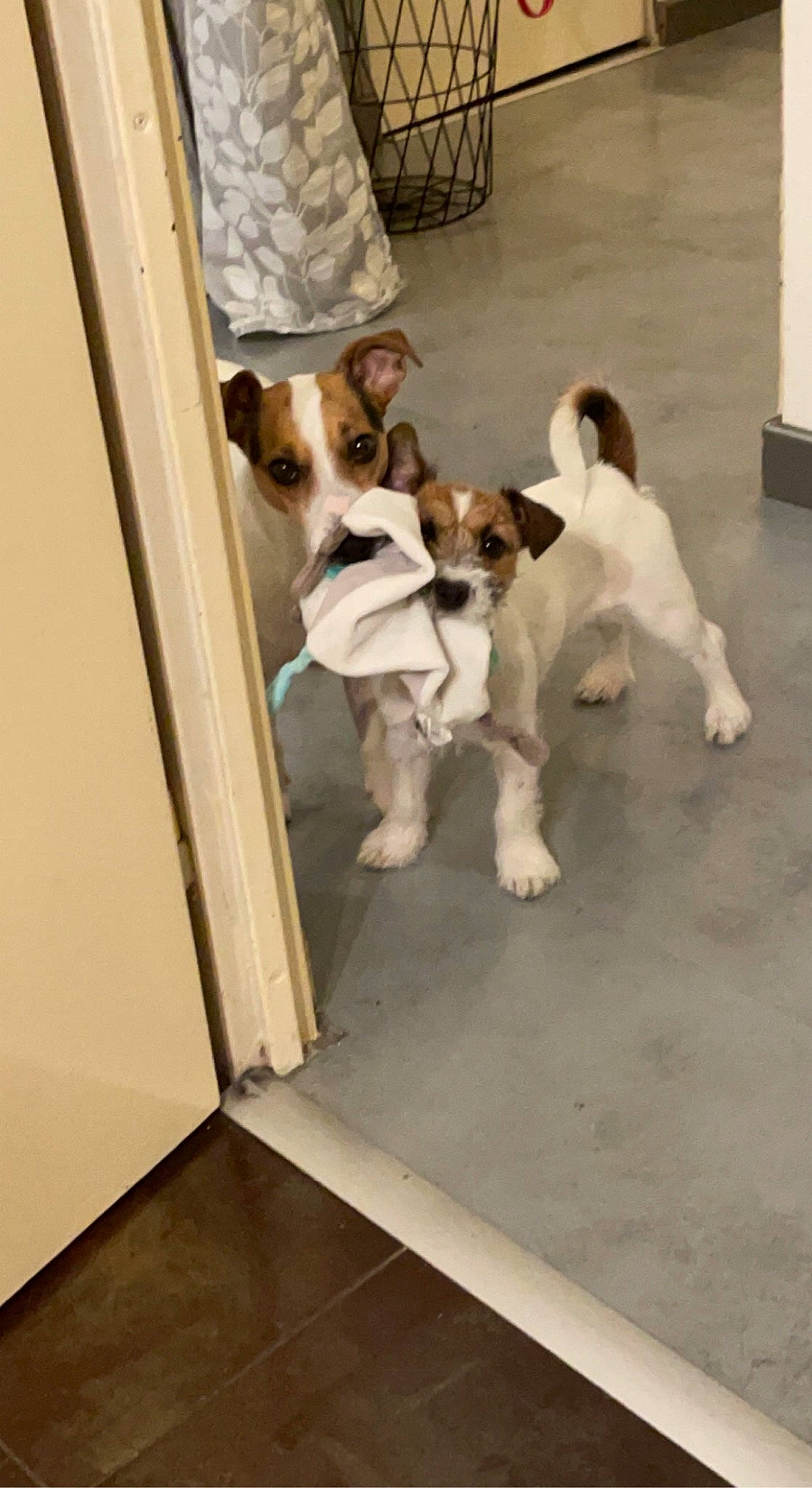 Chouquette participe au concours pour gagner de l'argent avec cette photo : canidae, carnivore, comfort, companion_dog, dog, dog_breed, door, fawn, floor, flooring, fur, hardwood, mammal, paw, snout, sporting_group, tail, toy_dog, wood, working_animal