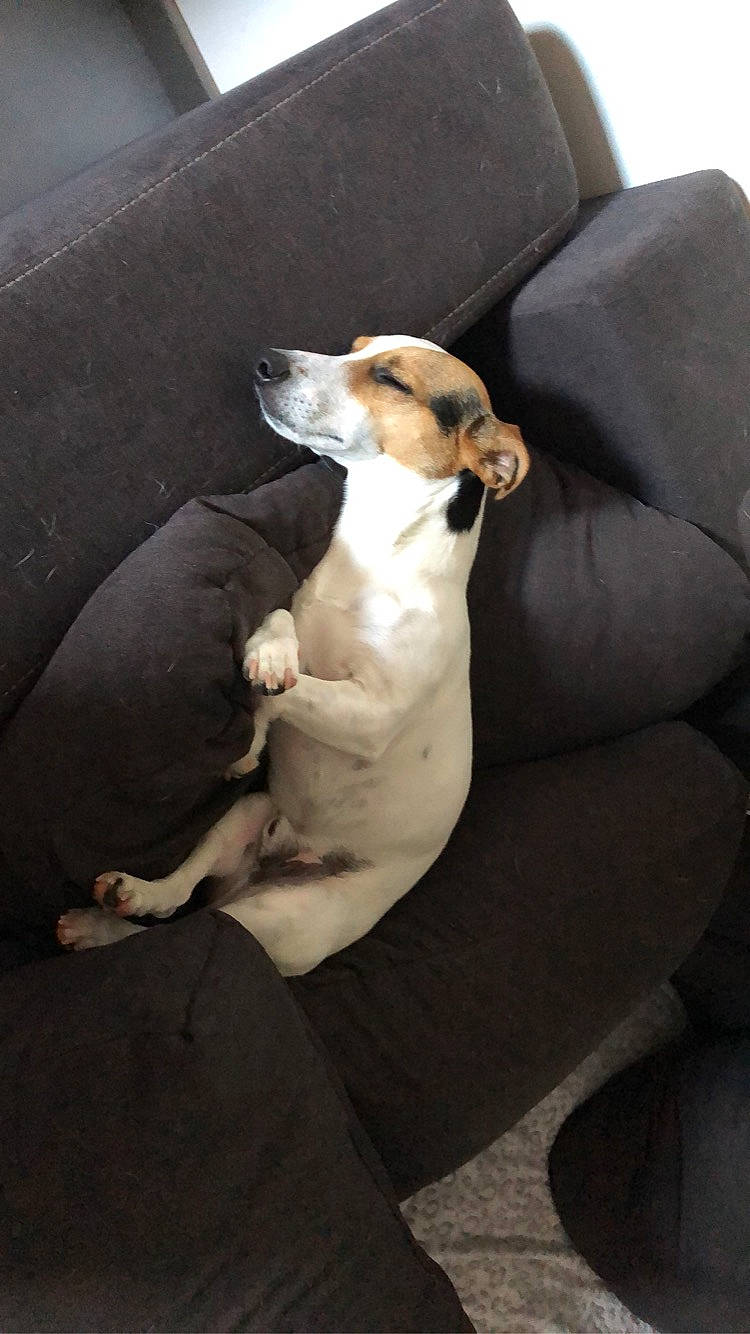 Cookie a rejoint le concours — aidez-le/la à gagner de superbes lots ! canidae, carnivore, comfort, companion_dog, couch, dog, dog_breed, dog_collar, fawn, linens, non_sporting_group, paw, sighthound, snout, sporting_group, street_dog, tail, terrestrial_animal, wood, working_animal