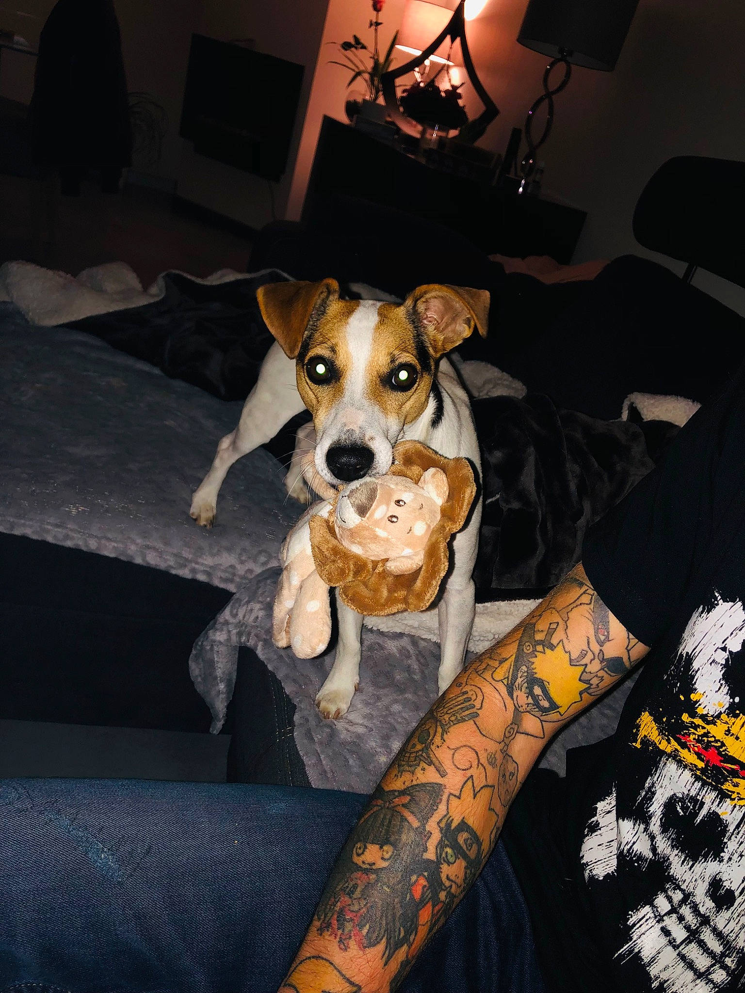 Cookie participe au concours pour gagner de l'argent avec cette photo : carnivore, chair, comfort, companion_dog, couch, dog, dog_breed, elbow, fawn, human_leg, lamp, living_room, pattern, sleeve, snout, temporary_tattoo, thigh, whiskers, working_animal, wrist