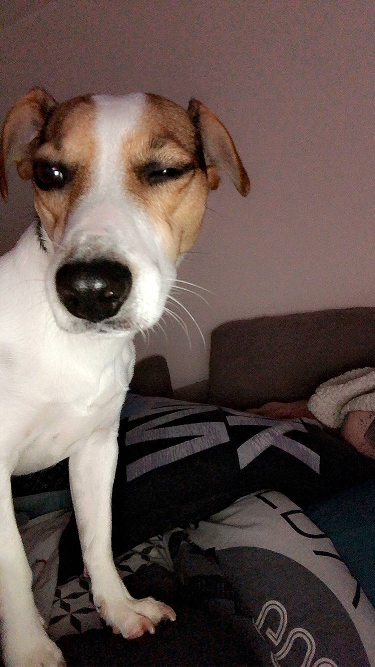 Cookie participe au concours pour gagner de l'argent avec cette photo : canidae, carnivore, collar, comfort, companion_dog, dog, dog_breed, fur, pet_supply, whiskers, working_animal