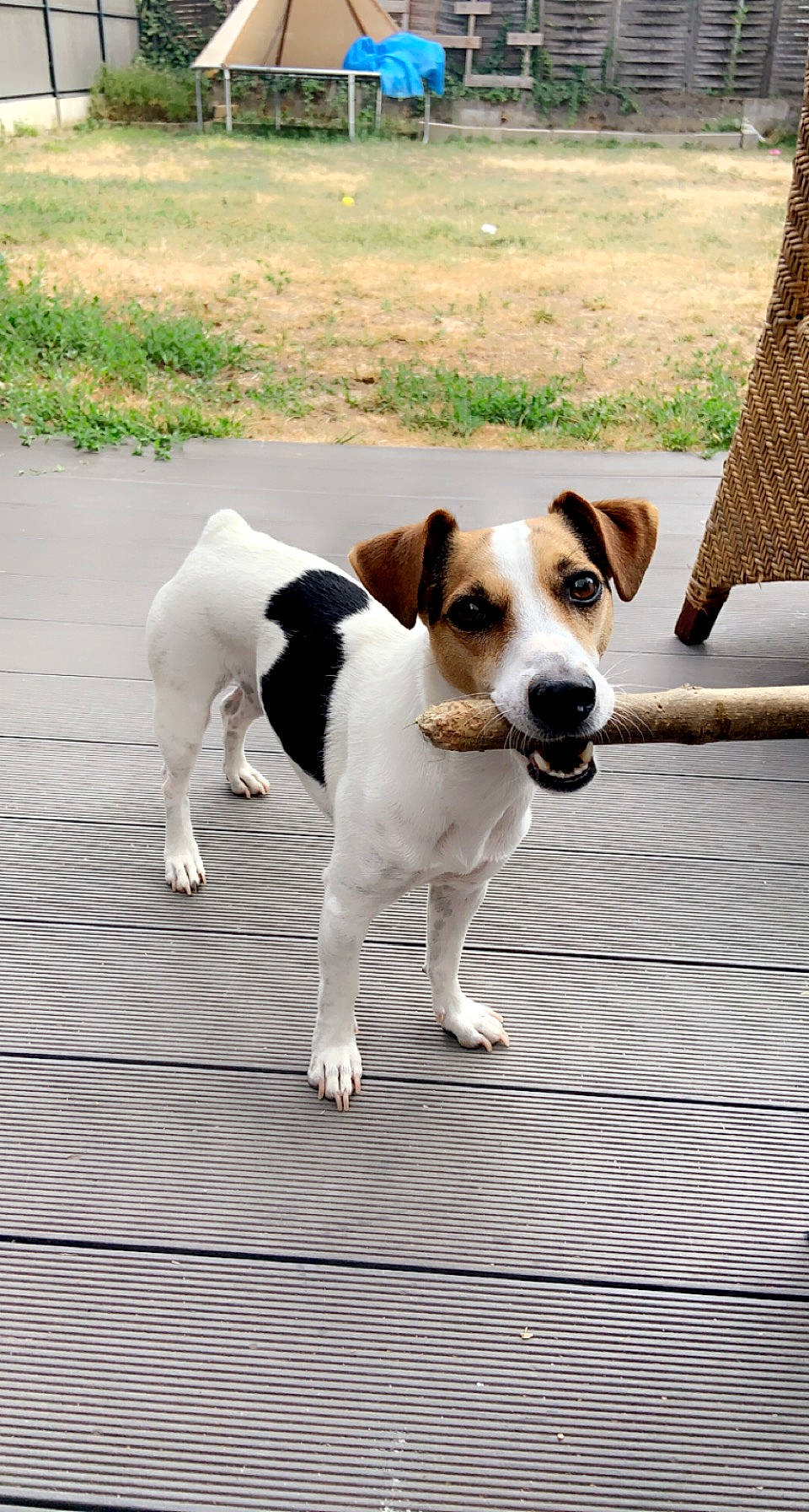 Cookie participe au concours pour gagner de l'argent avec cette photo : ancient_dog_breeds, carnivore, collar, companion_dog, dog, dog_breed, flooring, hunting_dog, irishjacks, outdoor_furniture, paw, plant, puppy, road_surface, sporting_group, tail, terrestrial_animal, terrier, working_animal, working_dog