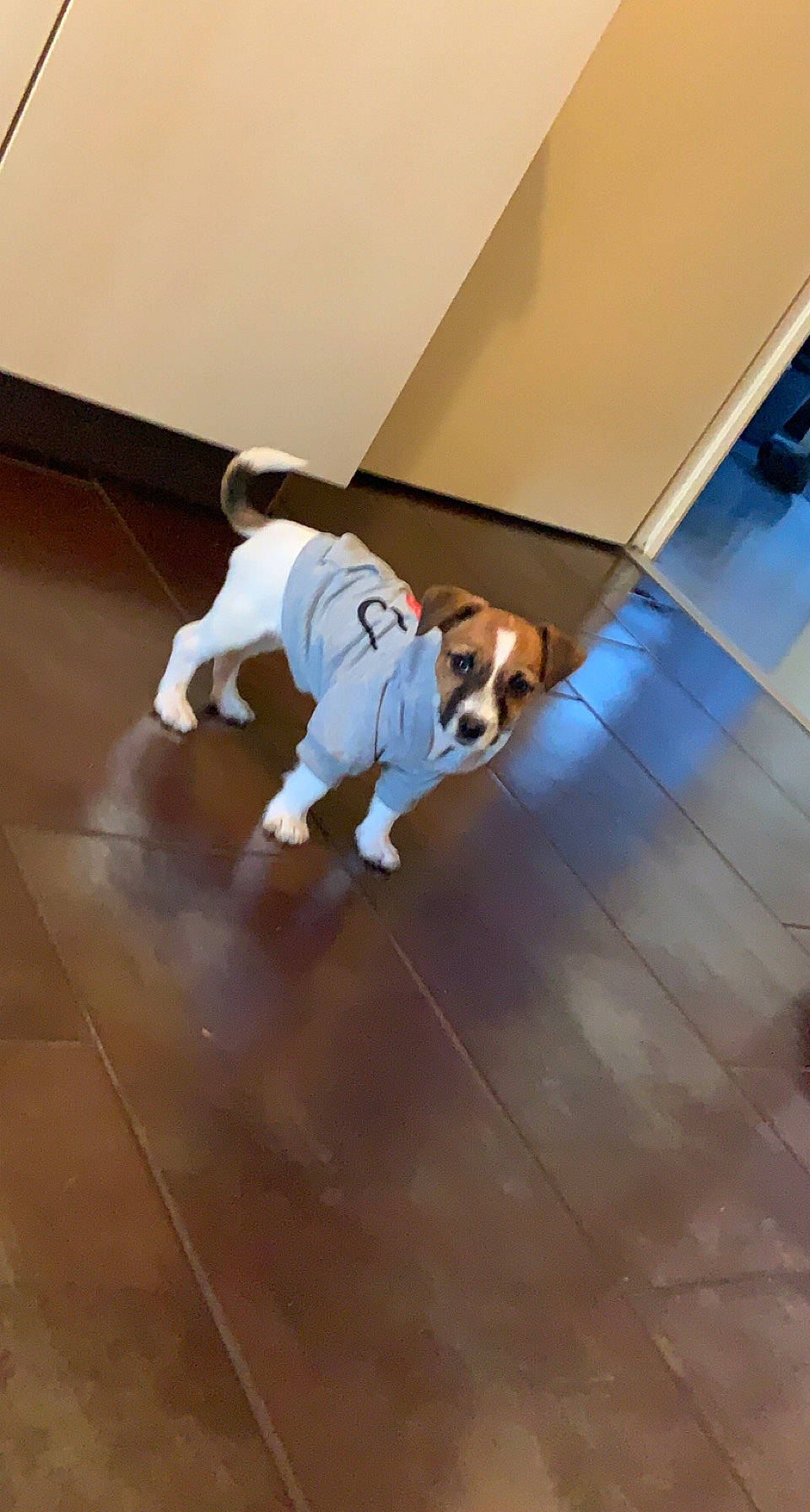 Cookie participe au concours pour gagner de l'argent avec cette photo : canidae, carnivore, comfort, companion_dog, dog, dog_breed, dog_clothes, fawn, floor, flooring, hardwood, knee, laminate_flooring, sporting_group, tail, toy_dog, varnish, wood, wood_flooring, working_animal