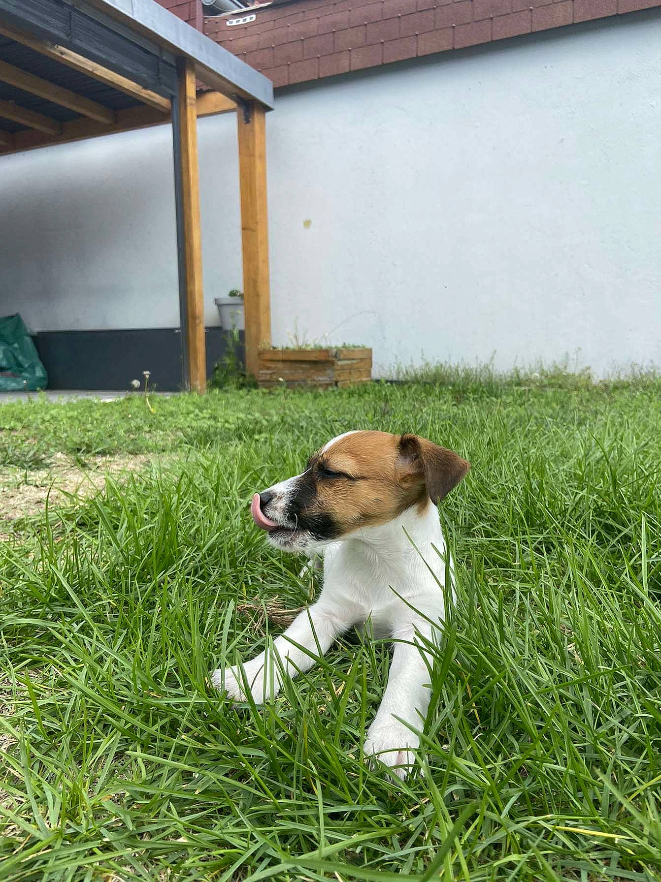 Cookie a rejoint le concours — aidez-le/la à gagner de superbes lots ! canidae, carnivore, chair, collar, companion_dog, dog, dog_breed, fawn, flooring, grass, grassland, lawn, plant, snout, sporting_group, tail, terrestrial_animal, wood, working_animal, yard