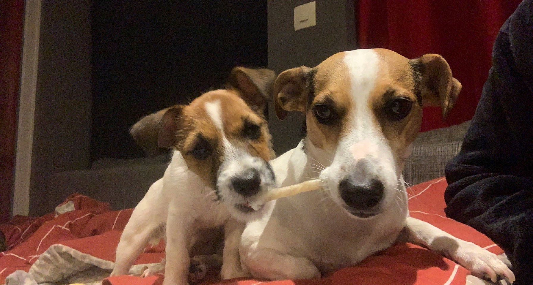 Cookie participe au concours pour gagner de l'argent avec cette photo : ancient_dog_breeds, canidae, carnivore, collar, companion_dog, desk, dog, dog_breed, dog_supply, irishjacks, paw, puppy, scent_hound, sporting_group, street_dog, terrier, working_animal, working_dog