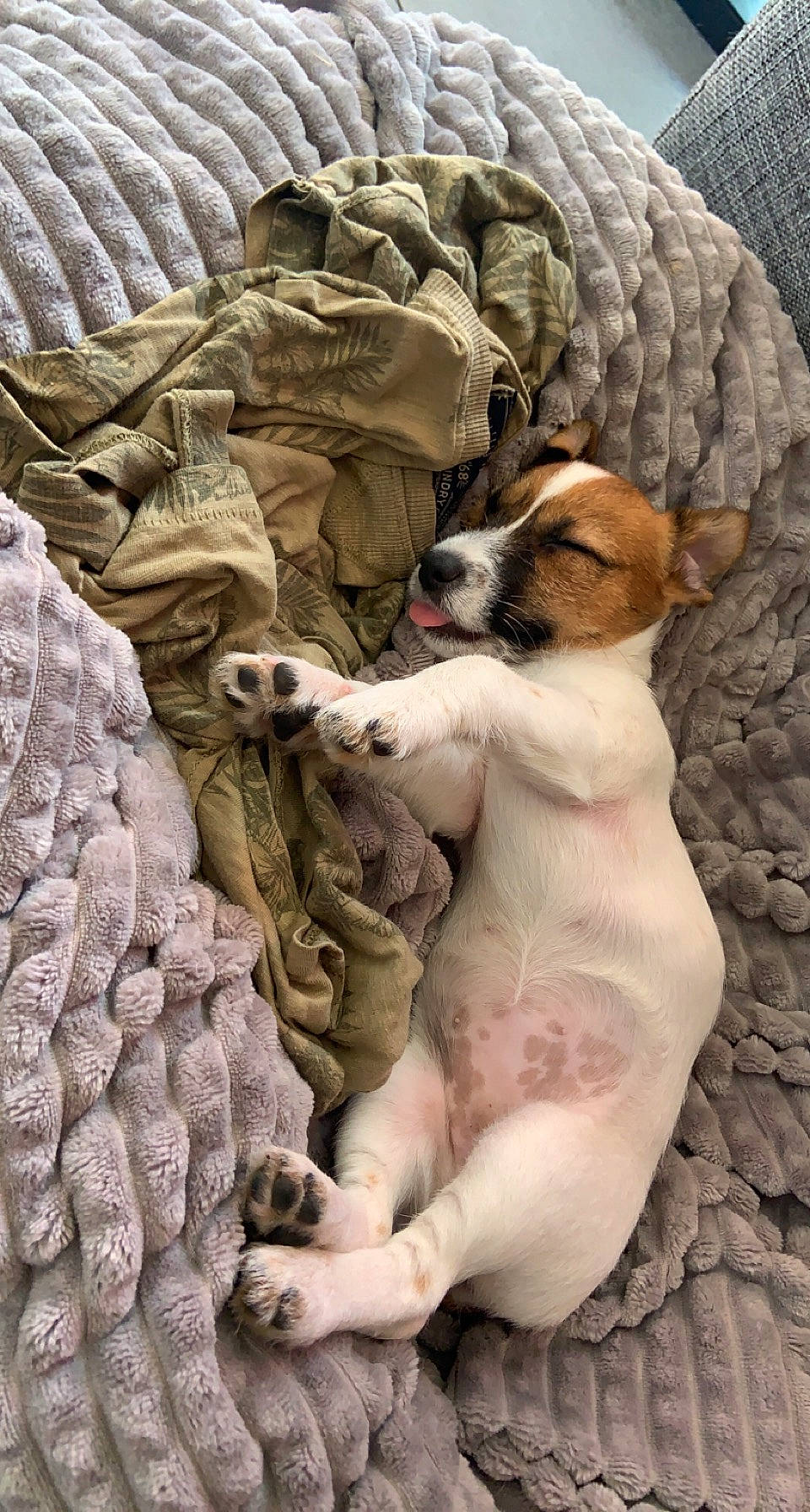 Cookie participe au concours pour gagner de l'argent avec cette photo : art, bedding, canidae, carnivore, comfort, companion_dog, dog, dog_breed, fawn, felidae, fur, linens, mythology, nap, pattern, paw, sculpture, sporting_group, terrestrial_animal, wood