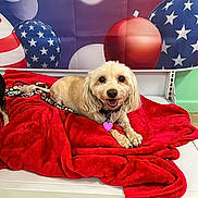 Gracie joined the competition — help win amazing prizes! animal, balloons, bench, blanket, collar, cute, dog, floor, fur, happy, heart_shaped_tag, indoor, leash, patriotic, pet, red_blanket, resting, smiling_dog, stars, stripes