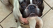 Taïko participe au concours pour gagner de l'argent avec cette photo : animal, bostonbull, boxer, bulldog, canine, dog, frenchbulldog, pet, pitbull, puppy, whitedog