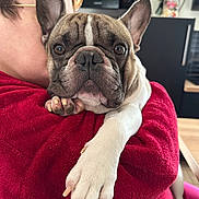 Taïko a rejoint le concours — aidez-le/la à gagner de superbes lots ! animal, closeup, comfort, companion, cute, dog, ears, expression, face, french_bulldog, fur, hug, indoor, kitchen, love, nails, paw, person, pet, red_jacket