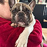 animal, closeup, comfort, companion, cute, dog, ears, expression, face, french_bulldog, fur, hug, indoor, kitchen, love, nails, paw, person, pet, red_jacket