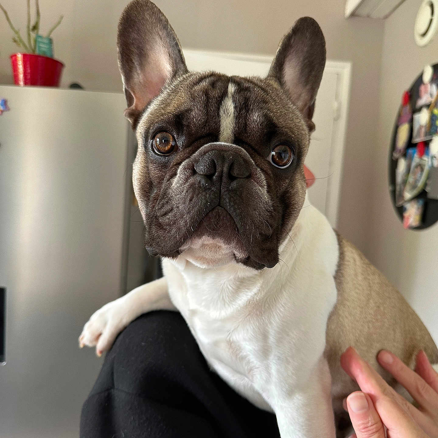 Taïko a rejoint le concours — aidez-le/la à gagner de superbes lots ! animal, baby, bodypart, bulldog, canine, dog, finger, frenchbulldog, hand, indoors, interiordesign, person, pet, pitbull, plant, pottedplant, puppy, whitedog, wrist