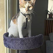 April a rejoint le concours — aidez-le/la à gagner de superbes lots ! cat, indoor, cat_tree, window, sunlight, pet, feline, collar, bell, toy, feather, curious, sitting, yellow_eyes, fur, whiskers, home, cozy, furniture, plant