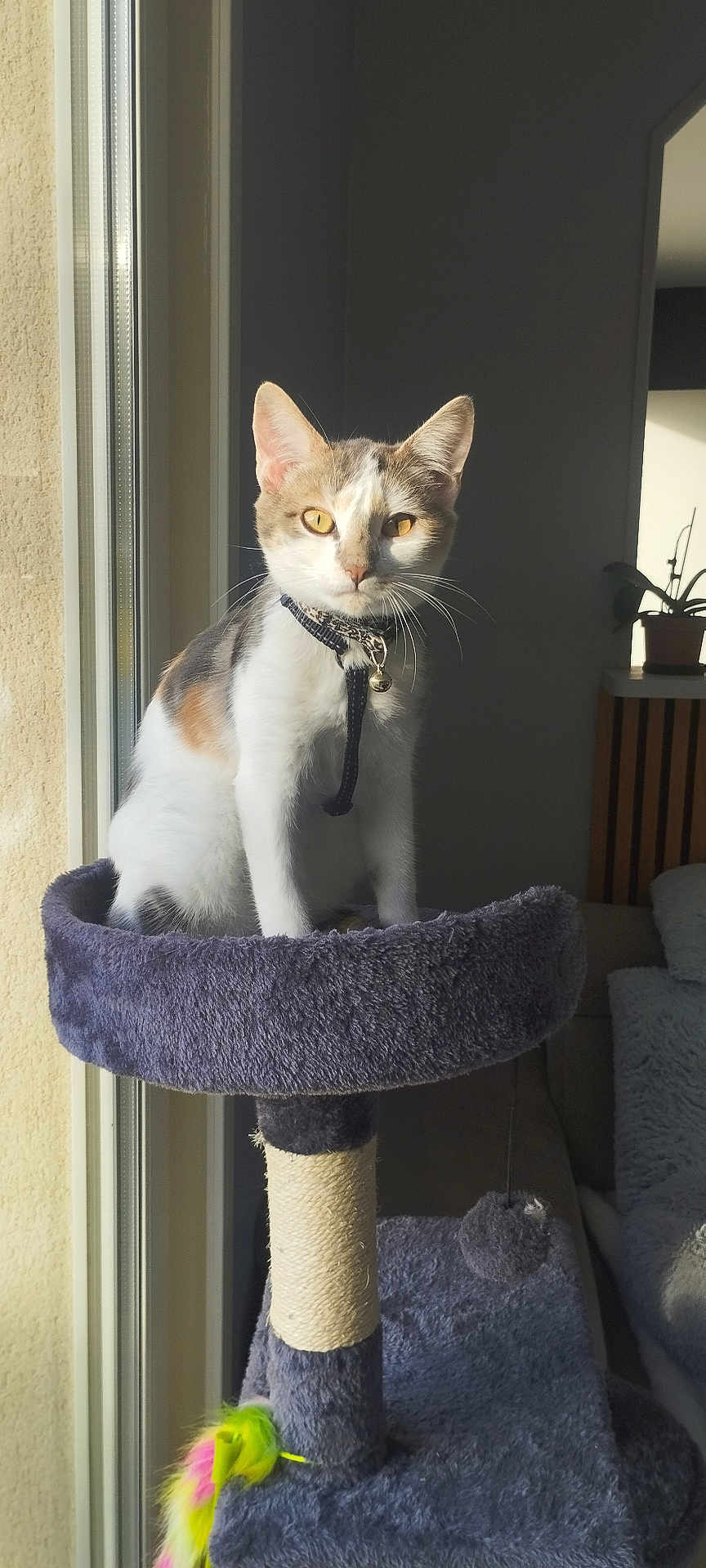 April a rejoint le concours — aidez-le/la à gagner de superbes lots ! cat, indoor, cat_tree, window, sunlight, pet, feline, collar, bell, toy, feather, curious, sitting, yellow_eyes, fur, whiskers, home, cozy, furniture, plant