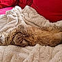 Gribouille participe au concours pour gagner de l'argent avec cette photo : cat, feline, sleeping, fluffy, fur, blanket, cozy, couch, red, relaxed, pet, indoor, resting, paw, cute, comfort, home, animal, tabby, soft