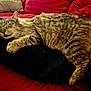 cat, tabby, sleeping, couch, red_couch, black_cushion, indoor, pet, feline, relaxing, cozy, fur, whiskers, paw, resting, domestic_animal, animal, comfortable, home, napping