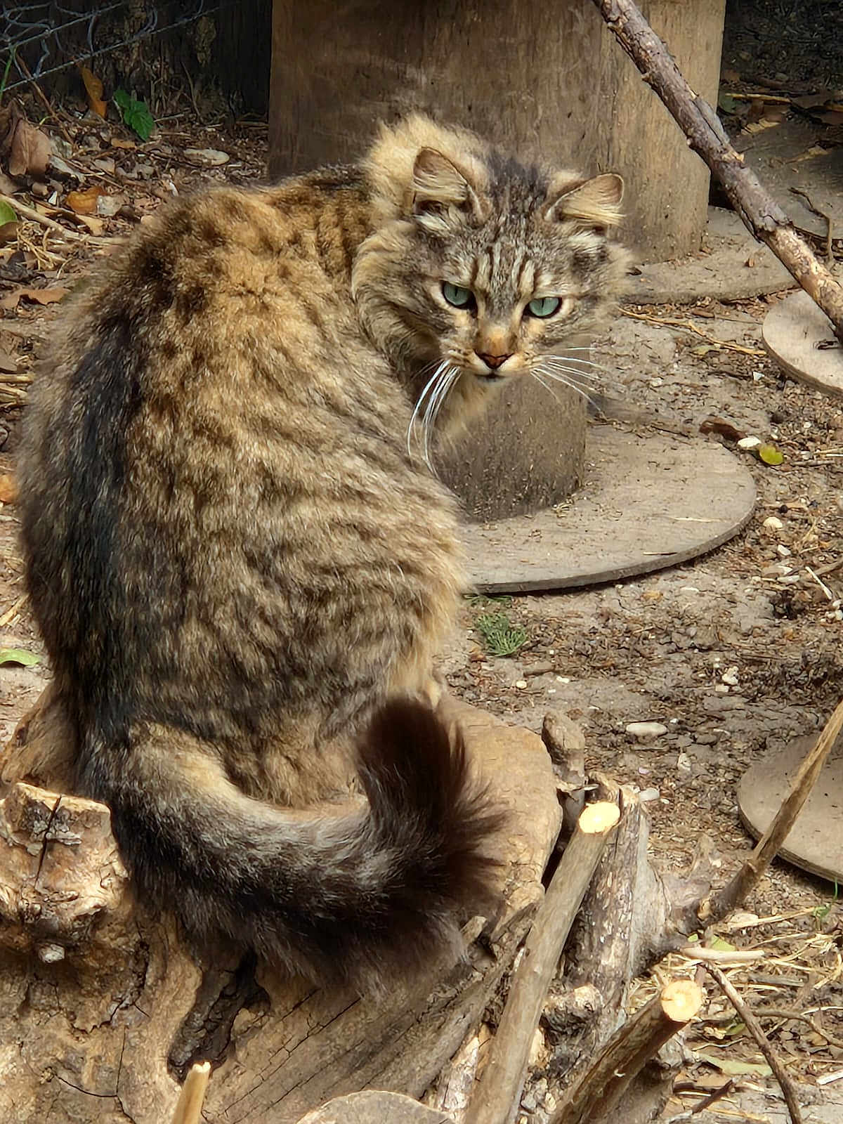 Gribouille a rejoint le concours — aidez-le/la à gagner de superbes lots ! cat, tabby, outdoor, animal, feline, tree_stump, fur, green_eyes, nature, wood, curious, wildlife, pet, mammal, whiskers, tail, ground, daylight, closeup, sitting
