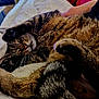 Gribouille participe au concours pour gagner de l'argent avec cette photo : cat, tabby, sleeping, paws, whiskers, fur, relaxed, cozy, blanket, indoor, pet, animal, cute, napping, closeup, soft, resting, feline, comfort, domestic