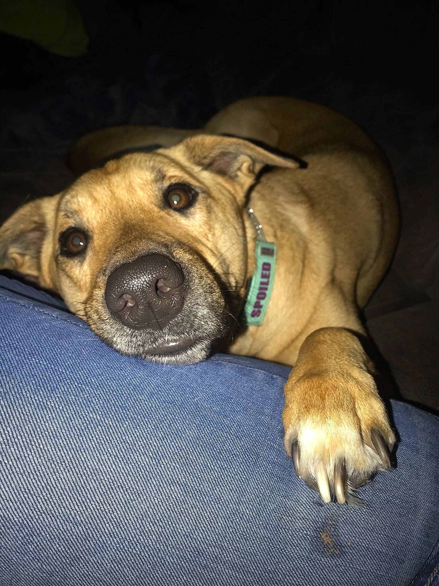 Willow May is registered to the contest to win money with this photo: bored, canidae, carnivore, comfort, companion_dog, dog, dog_breed, fawn, fur, liver, natural_material, pet_supply, snout, sporting_group, terrestrial_animal, whiskers, working_animal