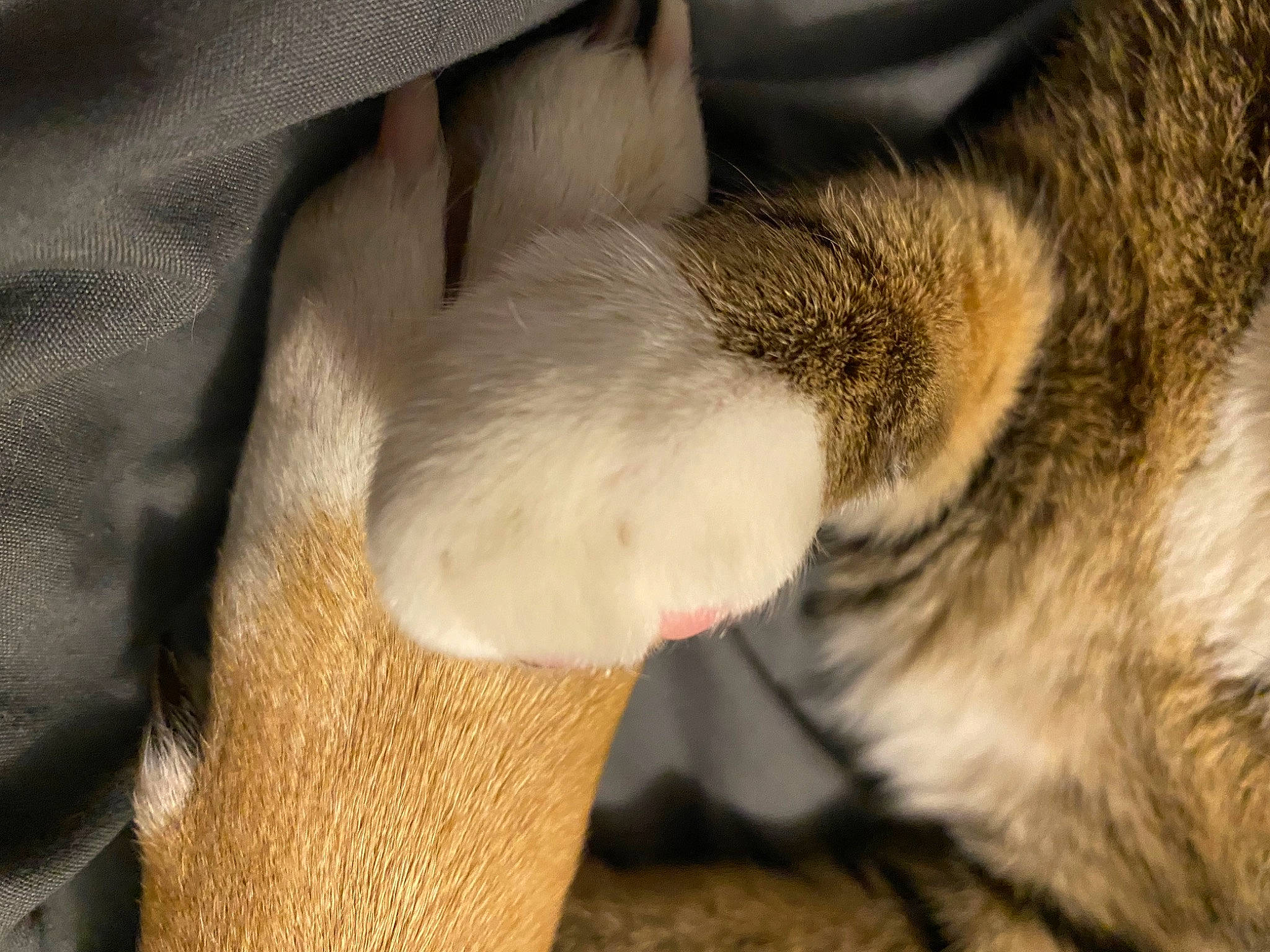 Willow May is registered to the contest to win money with this photo: carnivore, cat, claw, close_up, comfort, companion_dog, dog_breed, domestic_short_haired_cat, fawn, felidae, foot, fur, human_leg, paw, small_to_medium_sized_cats, sporting_group, tail, tree, whiskers, wood