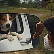 Snoopy is registered to the contest to win money with this photo: animal, canine, car, curious, dog, door, ear, grass, looking, nature, outdoor, paw, pet, reflection, rural, side_mirror, snout, trees, vehicle, window