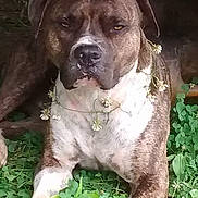 Gage is registered to the contest to win money with this photo: animal, brindle, canine, clover, cute, dog, domestic_animal, flower_necklace, fur, greenery, lying_down, nature, outdoor, paw, pet, plant, playful, relaxed, toy, white_paws