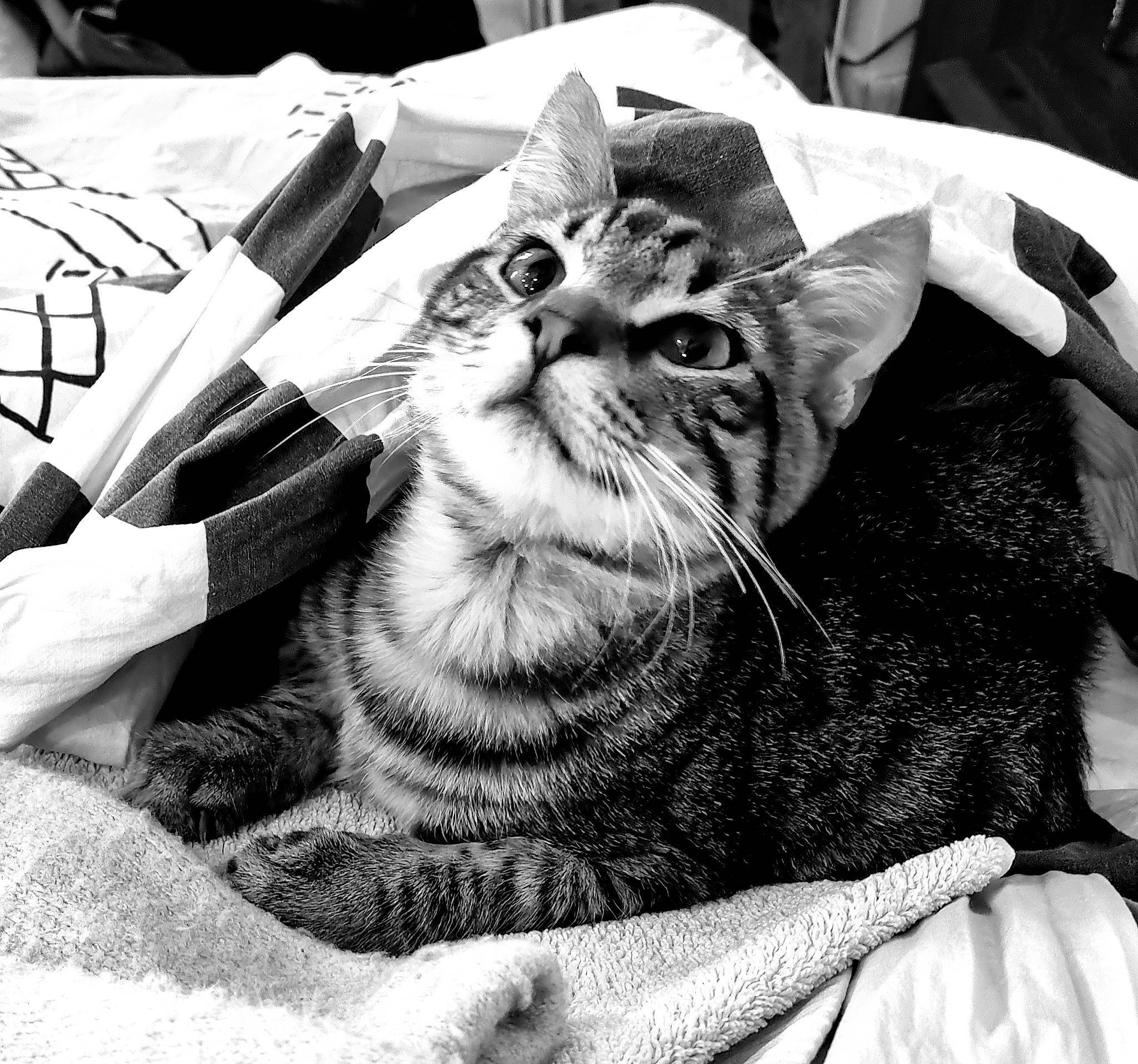 Bambou participe au concours pour gagner de l'argent avec cette photo : black, black_and_white, carnivore, cat, comfort, domestic_short_haired_cat, felidae, fur, grey, monochrome, monochrome_photography, paw, photography, small_to_medium_sized_cats, snout, stock_photography, style, terrestrial_animal, whiskers, white